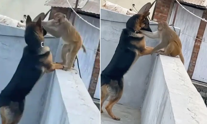 Viral Video Monkey Hugs Dog In A Special Way In Maharashtra Details, Dogs, Monk-TeluguStop.com