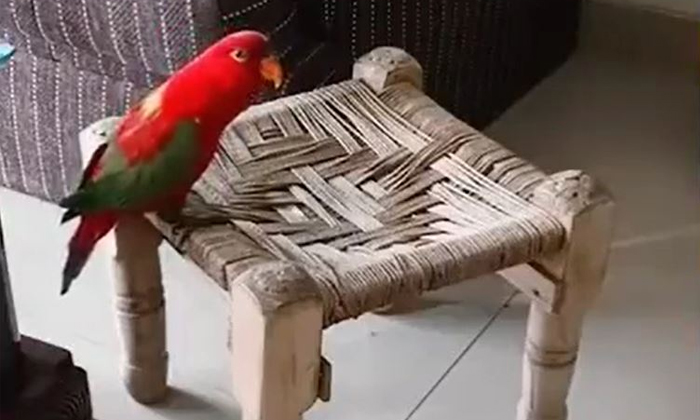  Viral Video Parrot Started Talking To A Woman Details, Viral Latest, News Viral,-TeluguStop.com