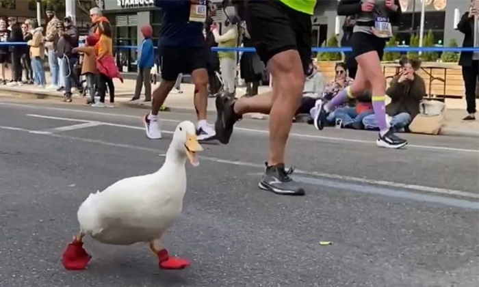 Telugu Duck, Longisland, Marathon Duck, Medal, York Marathon, Wrinkle, Wrinkle D