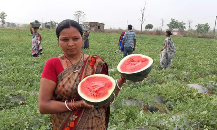  Watermelon Farming Profit 700 Women Farmers, Watermelon,watermelon Farming Techn-TeluguStop.com