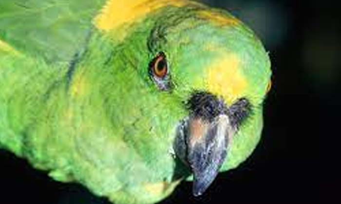  Why Do Parrots Live So Long , Parrots , Parrots Live So Long , 70 To80 Years , G-TeluguStop.com