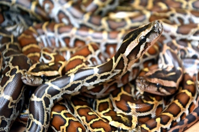  Work On Kerala Highway Stopped For Over 50 Days To Let Python Hatch Eggs-TeluguStop.com