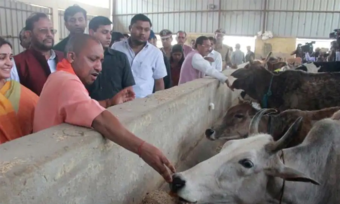  Yogi Government To Buy Cow Buffalo Dung Details, Buffalo Dung, Yogi Government,-TeluguStop.com