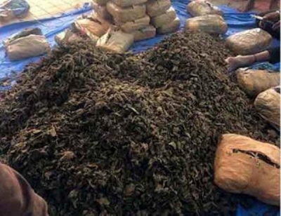  64kg Ganja Seized In Gurugram, Two Held-TeluguStop.com