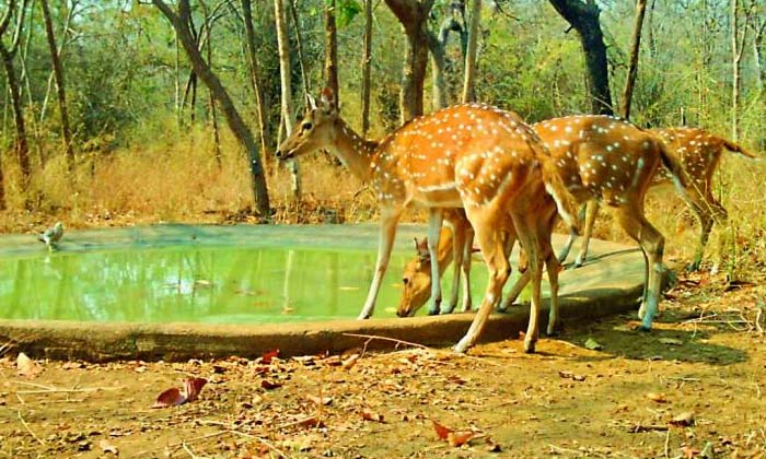 Telugu Adilabad, Animals, Birds, Forestry, Forest, Save Dumb, Temporary-Latest N