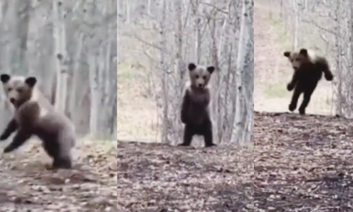 Bear Cub Dancing In The Forest Video Goes Viral , Bear, Dance, Viral Latest, New-TeluguStop.com
