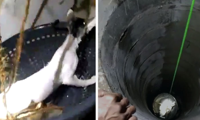  Cat In A Well Police Rescue Operation Under The Auspices Of The Acp , Cat , Pol-TeluguStop.com