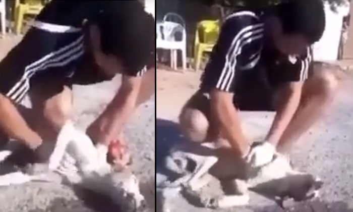  The Young Man Who Revived The Dead Dog Video Viral Dog, Died, Viral Latest, New-TeluguStop.com
