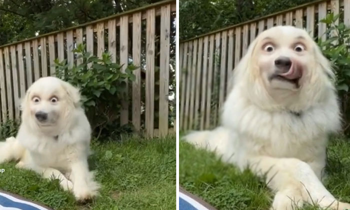  The Dog's Face Changed Dog, Face, Changed, Viral Latest, News Viral, Social Med-TeluguStop.com