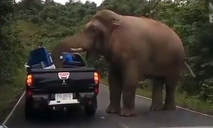 Food Not Found In The Wild Elephants Invading Vehicles , Elephant ,attack , Ve Food Not Found In The Wild Elephants Invading Vehicles , Elephant ,attack , Ve-TeluguStop.com