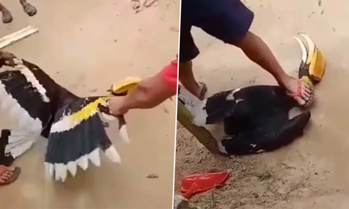 Telugu Nagaland, Indianhornbill, Bird-Latest News - Telugu