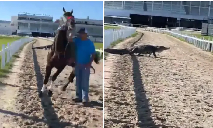  Horse Trembling With Fear At The Sight Of A Crocodile Video Viral , Crocodile, H-TeluguStop.com