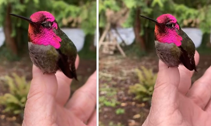 The Colours Changing Humming Bird Humming Bird, Changes, Colour, Viral Social Me The Colours Changing Humming Bird Humming Bird, Changes, Colour, Viral Social Me-TeluguStop.com