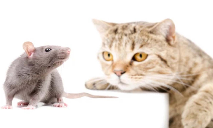  Rat Irritates Cat Viral Video,funny Video, Rat And Cat,rat Funny Video, Viral Vi-TeluguStop.com