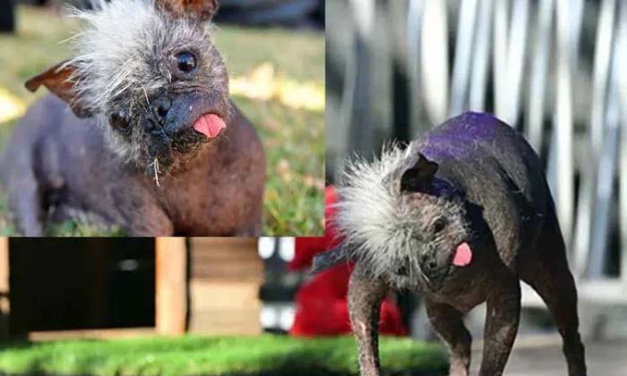  No One Wants To Adopt That Dog But It Won Rs Lakh , World Ugliest Dog , Viral L-TeluguStop.com