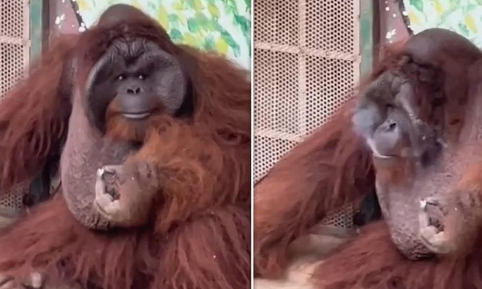  See How A Male Monkey Smokes A Cigarette , Cigarette, Orangutan, Saigon Zoo, Bot-TeluguStop.com