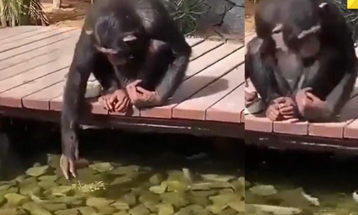  See How This Chimpanzee Throws Food To The Fish , Chimpanzee, Fish, Butengebiden-TeluguStop.com