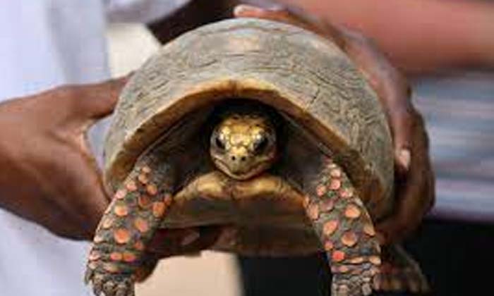  The Missing Turtle Was Found 30 Years Later Would You Be Shocked If You Knew So-TeluguStop.com