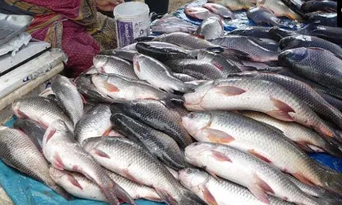  Why Do People Eat Fish On Mrigashira Karthe , Devotional , Eat Fish , Mrugash-TeluguStop.com
