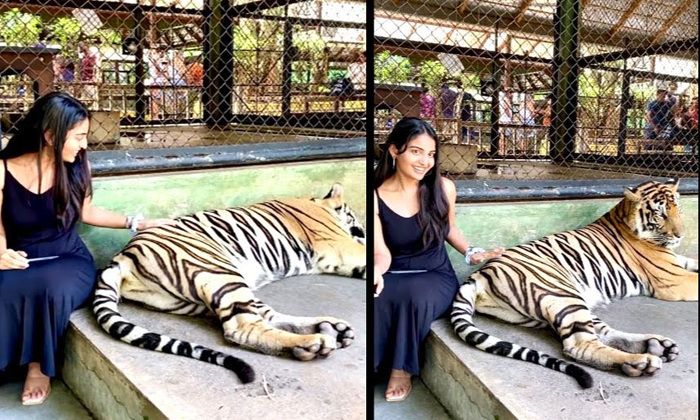  Tiger Is Scaring People In Pratipada Netizens Are Request To Come Ananya Nagalla-TeluguStop.com