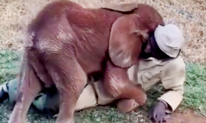  Baby Elephant Hugs Its Care Taker Adorable Video Viral On Social Media Details,-TeluguStop.com