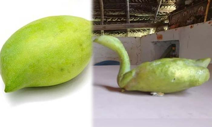 Telugu Bird, Chittoor, Gopalapuram, Mango, Mango Bird, Tothapuri Mango, Latest-L