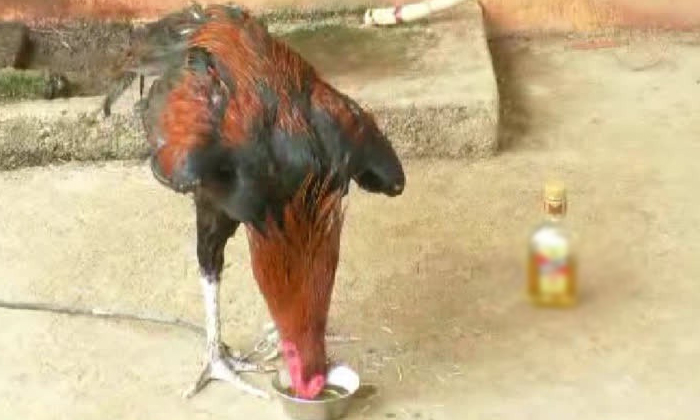  Cock Addicted To Alcohol In Maharashtra Due To A Rare Disease Details, Variety,-TeluguStop.com