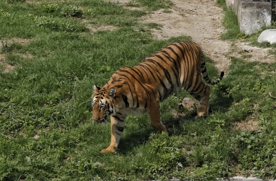  Committee, Sans Tiger Experts, To Evaluate Railway Line Proposed Through Tiger A-TeluguStop.com