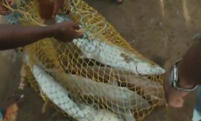 Cone Fish Worth Over A Crore Rupees Are Available In A Single Net , Cone Fish , Cone Fish Worth Over A Crore Rupees Are Available In A Single Net , Cone Fish ,-TeluguStop.com