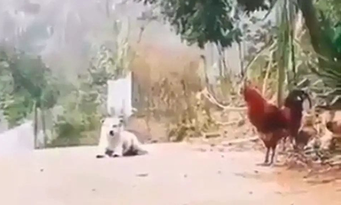  Dog Making Sounds Like A Cock Funny Video Viral Details, Dog, Hen, Viral Latest,-TeluguStop.com