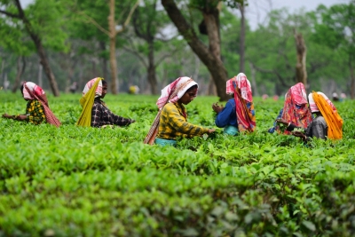  Doloo Tea Estate In Assam Announces Lockout With Immediate Effect-TeluguStop.com