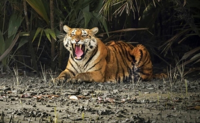  Elusive Tiger At Tn's Salem Kills Another Cow-TeluguStop.com