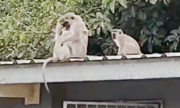  Emotional Reunion Of Baby Monkey With Its Family After A Long Time Details, Monk-TeluguStop.com