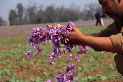  Gi Tag To J&k Saffron And Promotion Of Kashmiri Products-TeluguStop.com