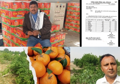  Harrowed Farmers In Rajasthan Bid Adieu To Kinnow, Uproot Their Orchards In Bulk-TeluguStop.com