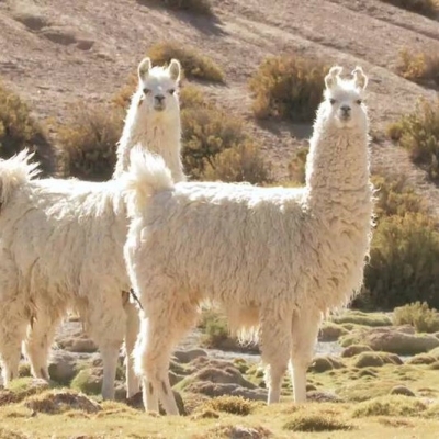  How Llamas Can Protect Against Sars-like Viruses, Omicron-TeluguStop.com