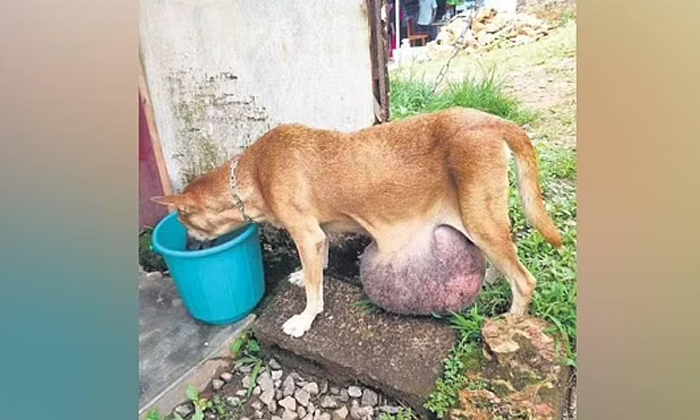  Kerala Village People Came Together To Save A Dog With Tumor Details, Dog, Viral-TeluguStop.com