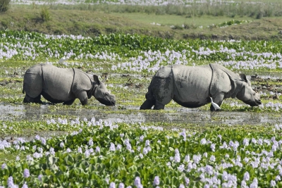  Maharashtra Gets 12 New Wildlife Reserves, 3 Sanctuaries-TeluguStop.com