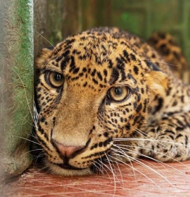  Male Leopard Rescued From 45-feet Deep Well With 'charpoy'-TeluguStop.com