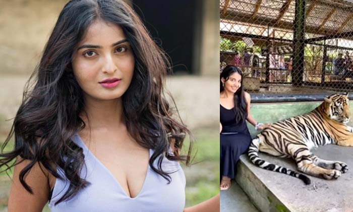 Pawan Kalyan Movie Heroine Went Into The Tiger Cage And Plays Games With It , Pa Pawan Kalyan Movie Heroine Went Into The Tiger Cage And Plays Games With It , Pa-TeluguStop.com