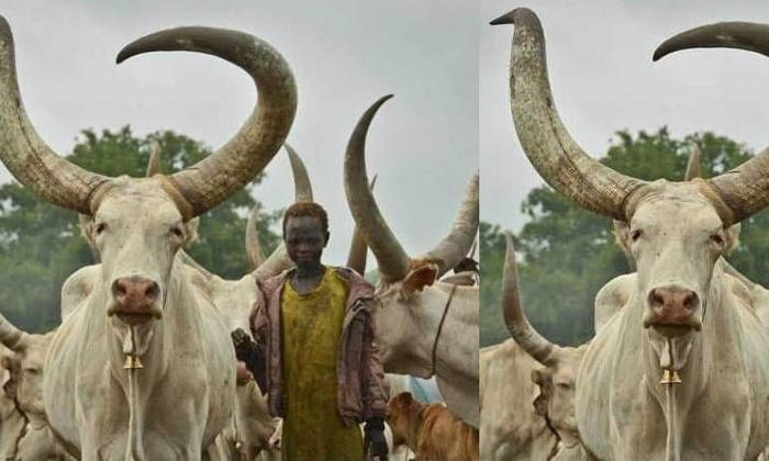 Telugu Ox, Boy, Bull, Elika Mabor, Ox Boy, Ox Jail, Sudan, Latest-Latest News - Telugu Ox, Boy, Bull, Elika Mabor, Ox Boy, Ox Jail, Sudan, Latest-Latest News -
