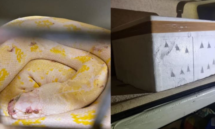  Indian-origin Malaysian Fined For Smuggling Pythons Into Singapore,singapore,sin-TeluguStop.com