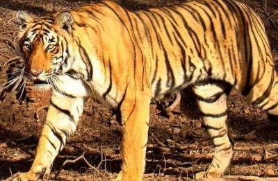  Sensor Cameras, Cage Set Up To Catch Man-eater Tigress In Dudhwa-TeluguStop.com