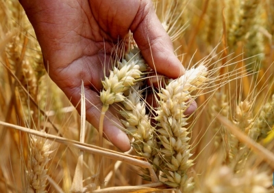  Shehbaz Wants To Import Wheat From Russia-TeluguStop.com