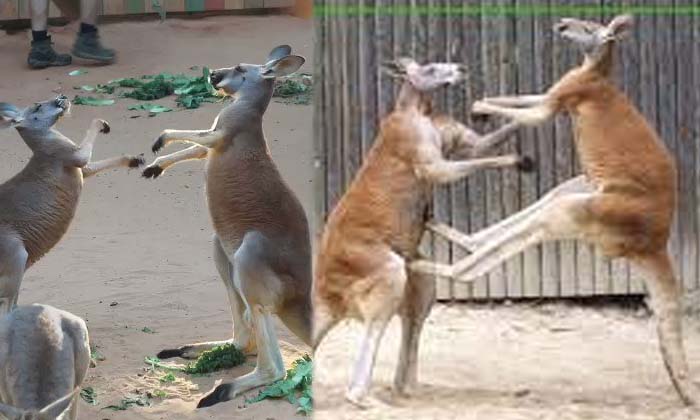 Kangaroos In Martial Arts Video That Has Gone Viral , Marshel Arts, Viral Lates Kangaroos In Martial Arts Video That Has Gone Viral , Marshel Arts, Viral Lates-TeluguStop.com