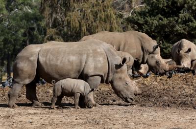  Tanzania Plans To Introduce 30 White Rhinos To Boost Conservation-TeluguStop.com