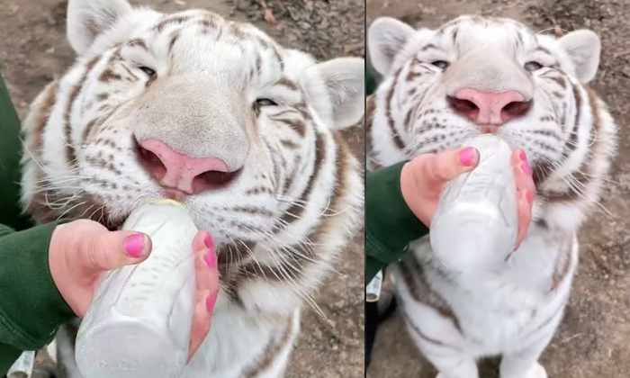  Tiger Drinking Milk Viral Video Details, Milk, Drinks, Tiger, Viral Latest, News-TeluguStop.com