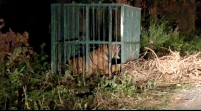  Tigress Captured In Uttar Pradesh's Lakhimpur Kheri-TeluguStop.com