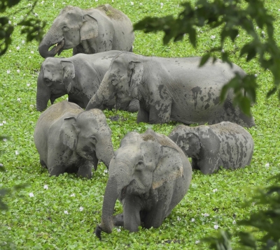  Tn Forest Dept Forms Special Teams To Monitor Jumbo Migration-TeluguStop.com