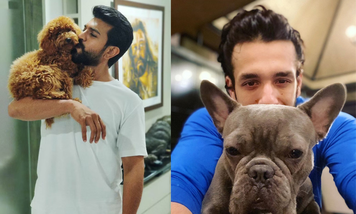  Tollywood Stars With Their Pets In Private Jets Keerthy Suresh Ram Charan Rashmi-TeluguStop.com